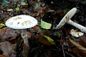 Gele Knolamaniet [13610] 08-okt-2017 (Boerskotten, Oldenzaal)